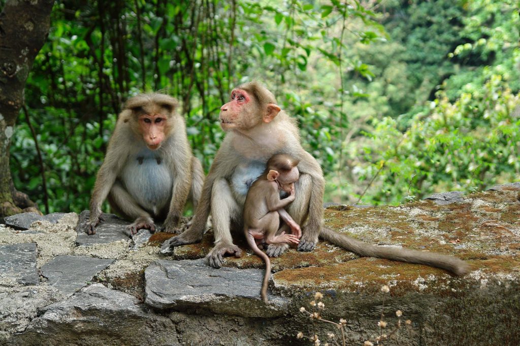 Monkeys in Kerala - Picture Bill Wegener