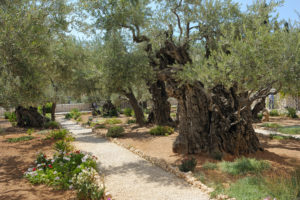 Garden of Gethsemane on the Mount of Olives